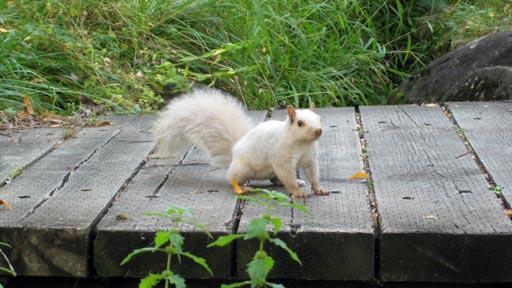 Un écureuil blanc du Jardin Botanique