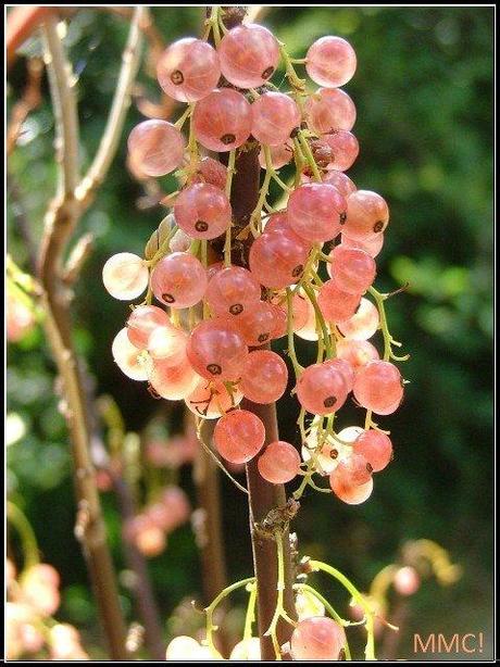 Tarte meringuée aux fruits du jardin (groseilles & framboises)