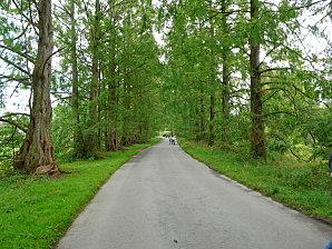 Forêt Noire