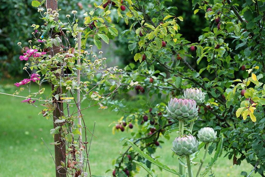 La quetsche [ kwɛtʃ ] et l'artichaut [ artiʃo ]