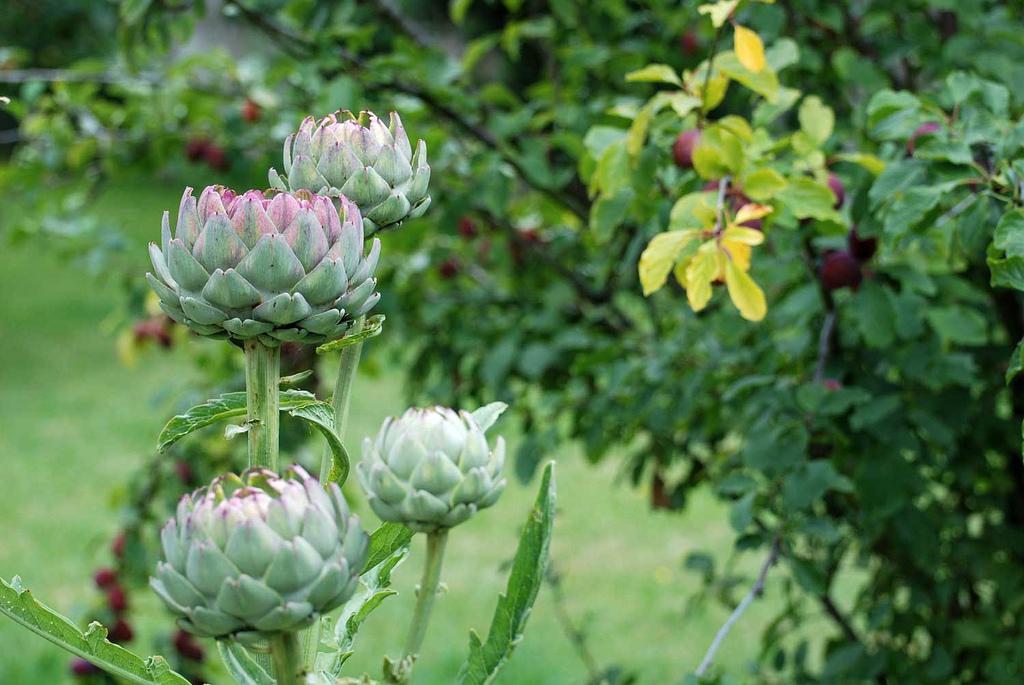 La quetsche [ kwɛtʃ ] et l'artichaut [ artiʃo ]