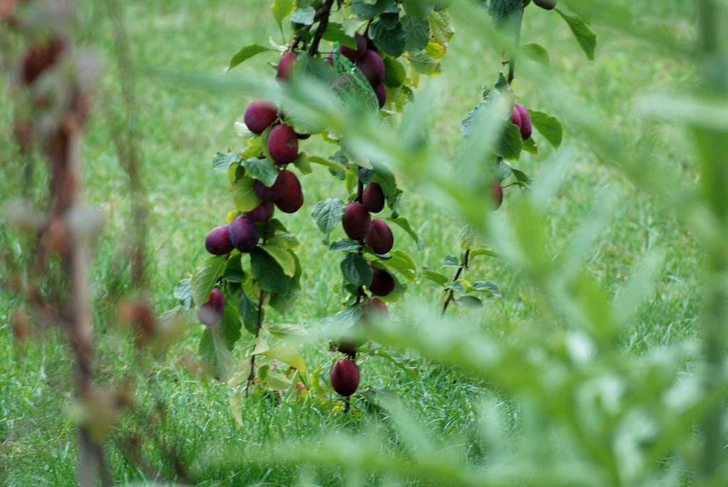 La quetsche [ kwɛtʃ ] et l'artichaut [ artiʃo ]