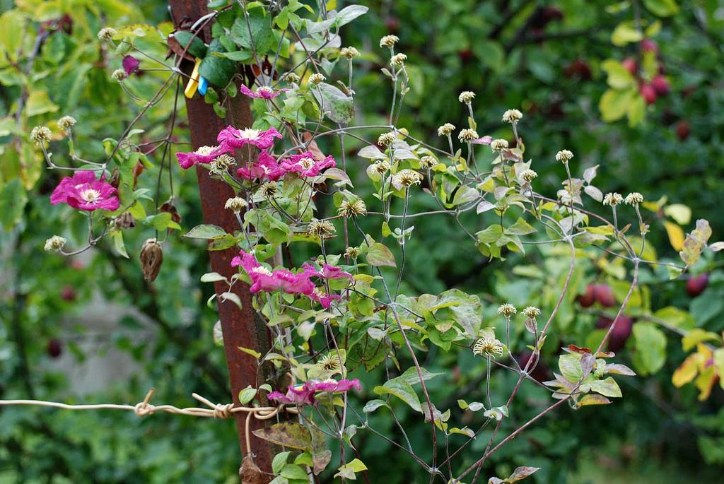 La quetsche [ kwɛtʃ ] et l'artichaut [ artiʃo ]