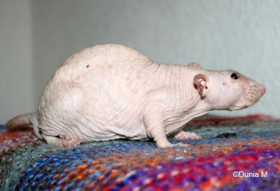 Rat nu mâle de 27 mois