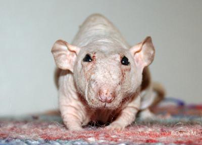 Rat nu mâle de 27 mois