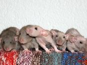 Rats: descendance d&#8217;Aramis