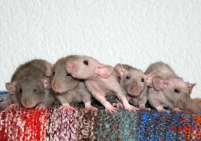 Cinq ratons femelles de 44 jours mink dumbo lisses et double rex