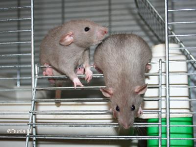 Ratons femelles de 44 jours mink dumbo lisses