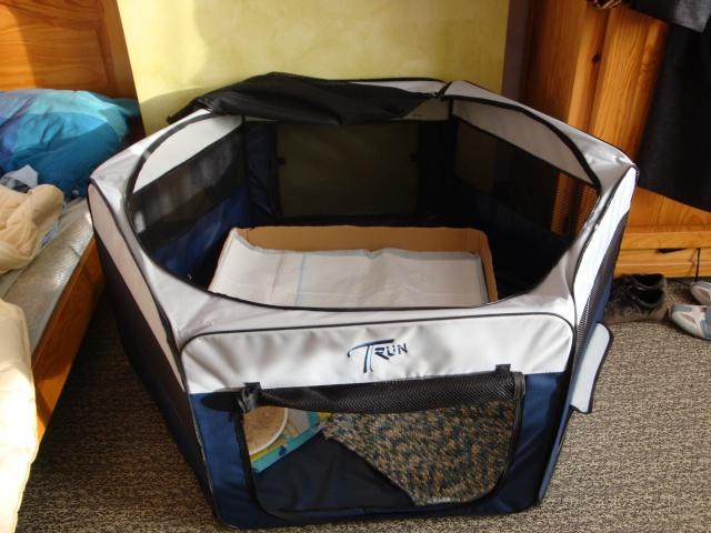 Testé pour vous: la reproduction “ciblée” chez le félin (13): Jour J-1