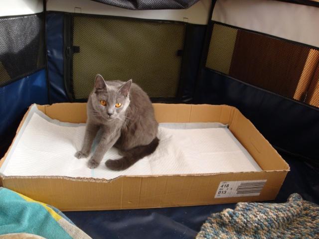 Testé pour vous: la reproduction “ciblée” chez le félin (13): Jour J-1