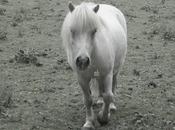 farouches chevaux bretons...