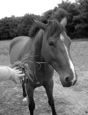 Pas farouches les chevaux bretons...