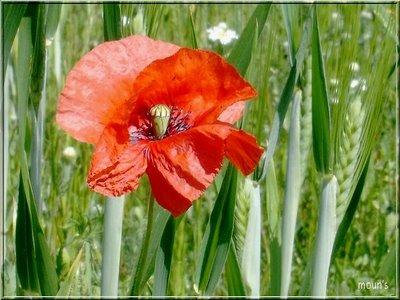Gentils coquelicots