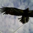 Un aigle qui attaque un avion radiocommandé