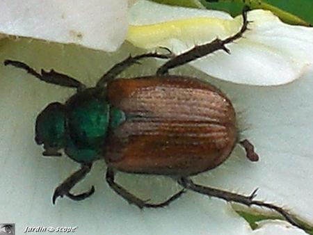 Phyllopertha_horticola_1