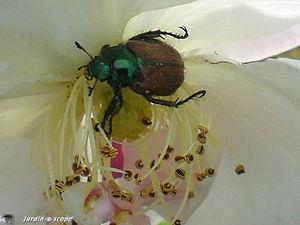 Phyllopertha_horticola_7