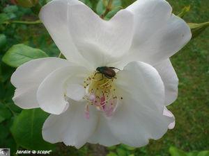 Phyllopertha_horticola9