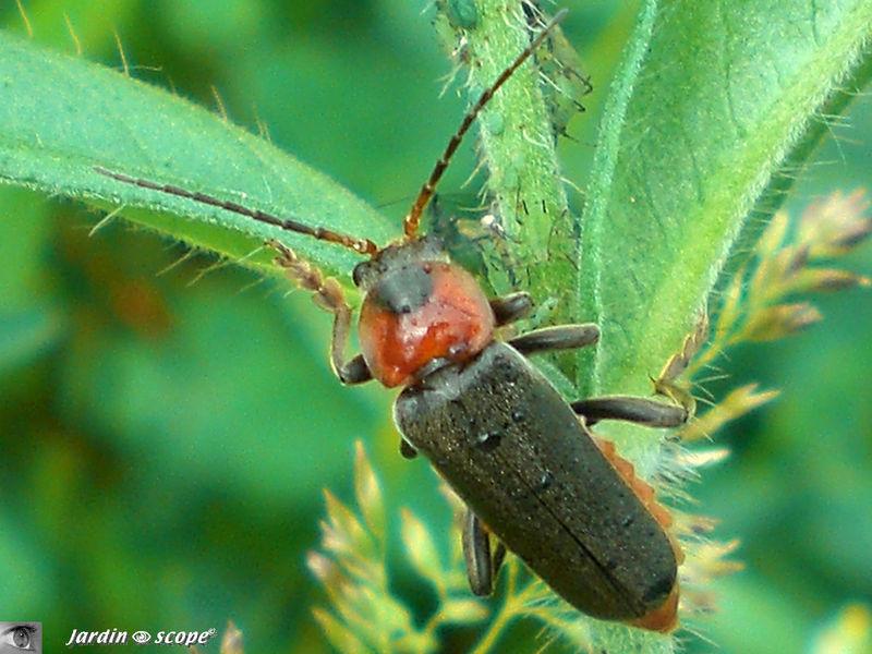 Ruteline horticole au faux-air de hanneton...