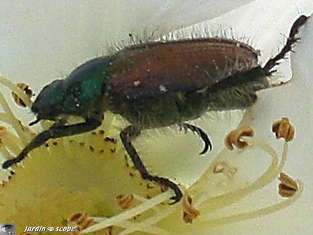 Phyllopertha_horticola_6