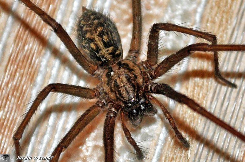 Beaucoup de lecture pour identifier ce Lepture !