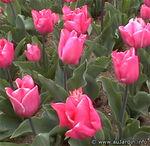 tulipes_1
