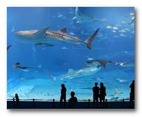 Kuroshio Sea: le 2ème plus grand aquarium du monde