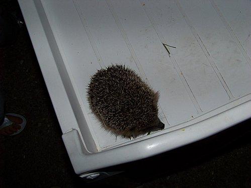 Recensement des hérissons morts