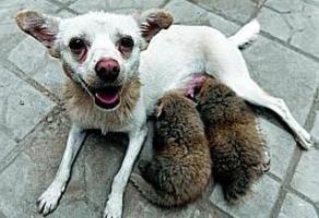 Nounous tous terrains.