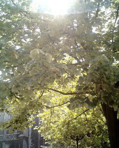 Juillet - Au fil du temps - Acrostiche - Véronique Dubois