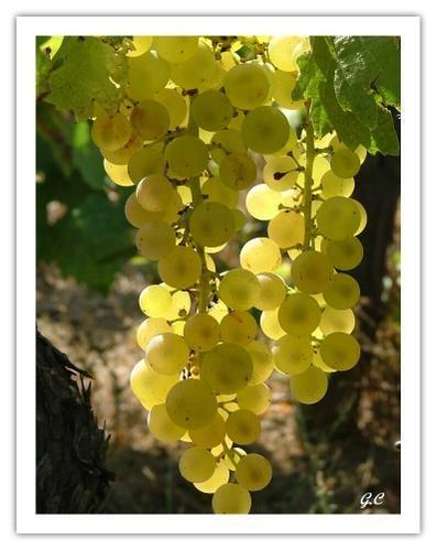 Un peu de sagesse chinoise