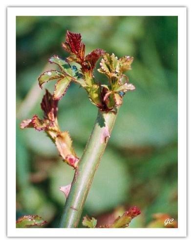 Un peu de sagesse chinoise