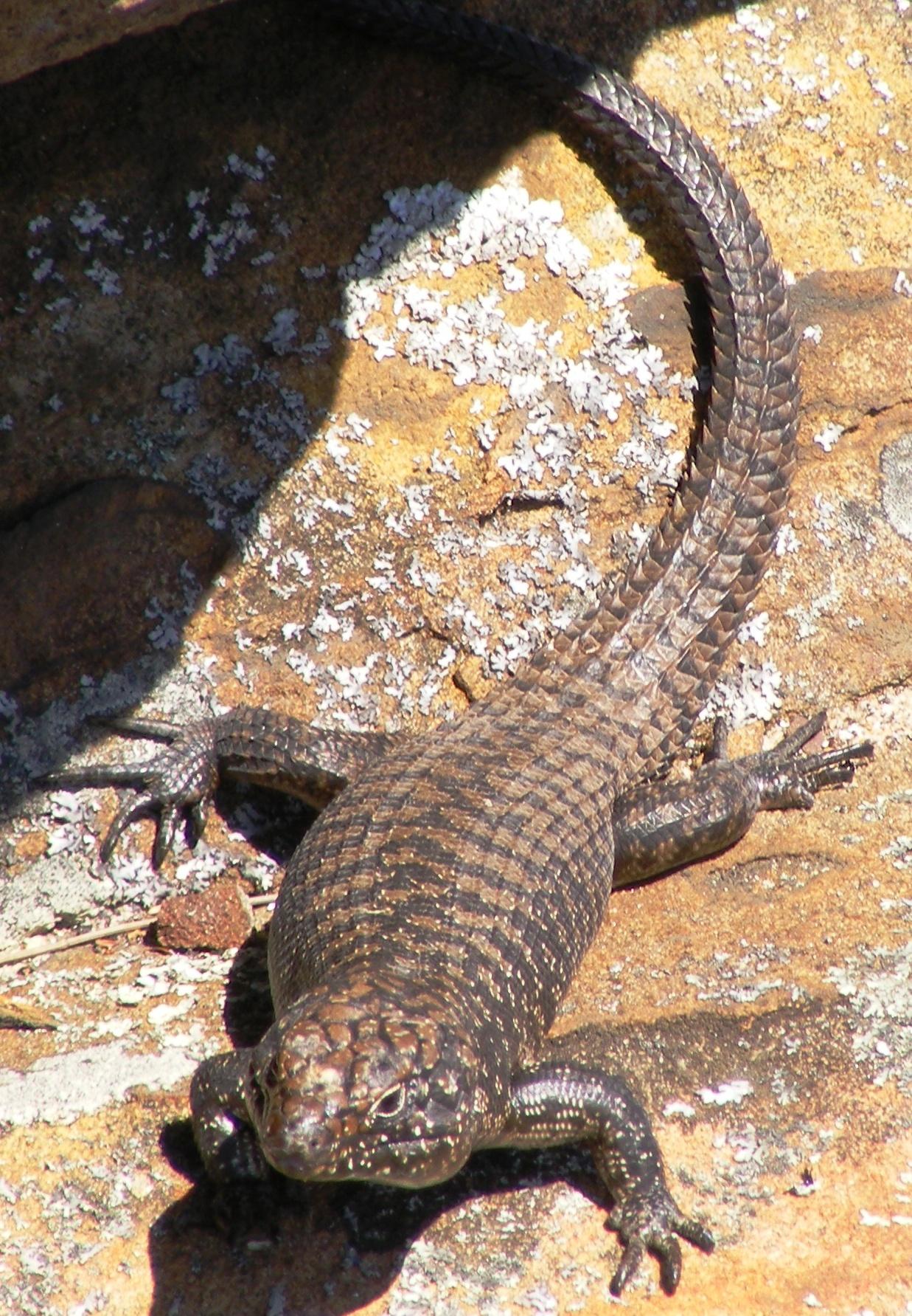 Wikipédia : consensus, raccourci rapide, wikiwimé.