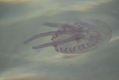 L'année des méduses?