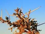 Dormeur perdu blanche neige