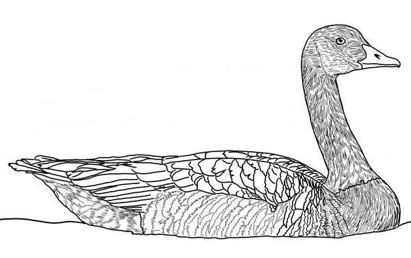 Croquis d'une bernache