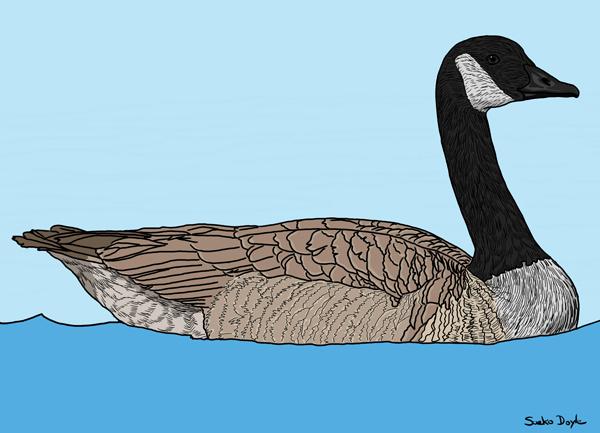 Croquis d'une bernache