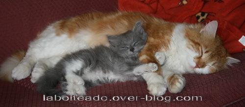 Chats tendresse