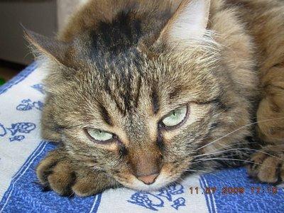 ils remettent greco ? Sérieux ^^