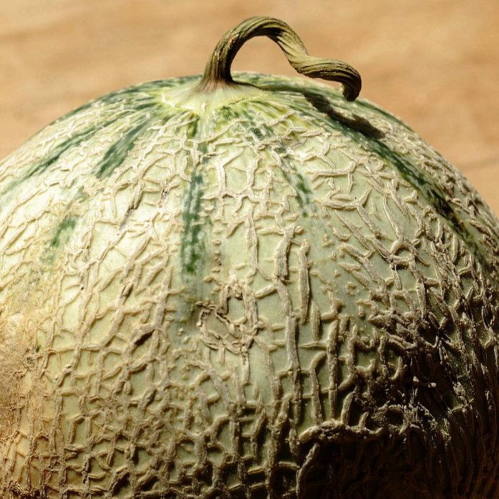 Melon charentais brodé