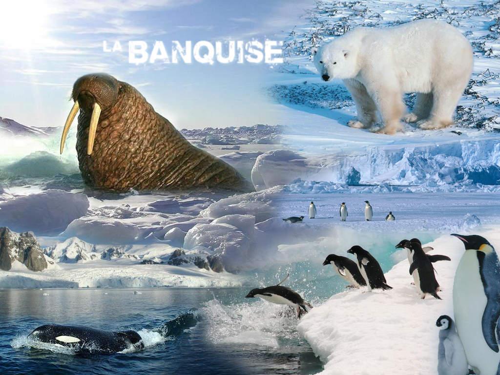 Création Nicolas - La Banquise et sa faune