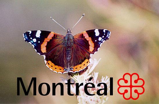 Insecte emblème de Montréal !?!
