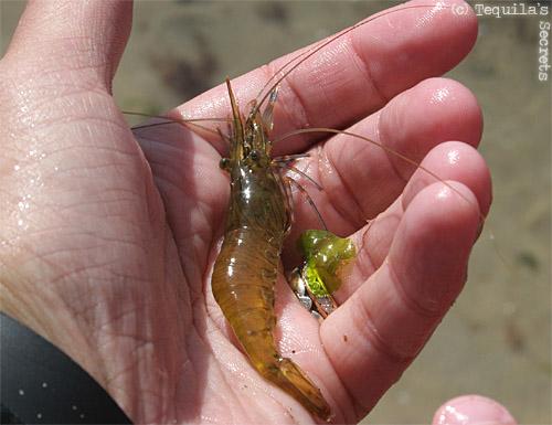 crevette littoral parc marin iroise