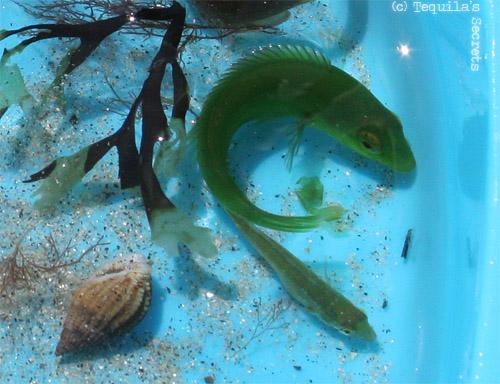 poisson vert littoral parc marin iroise