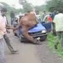 Dromadaire renversé par une voiture