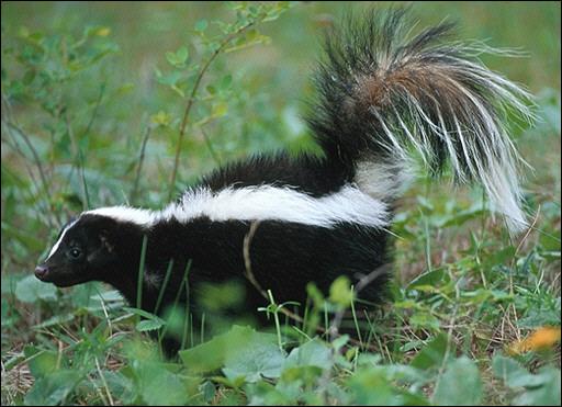 Planetarium Montreal , Blog Nadia Vraie et son tag vert