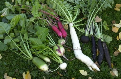 Planetarium Montreal , Blog Nadia Vraie et son tag vert