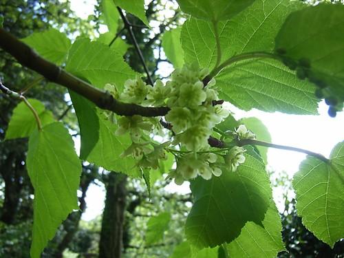 vert érable à peau de serpent