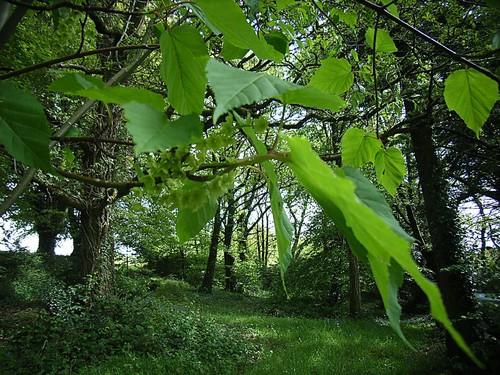 vert érable à peau de serpent