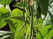 Haricots vert sauce verjus