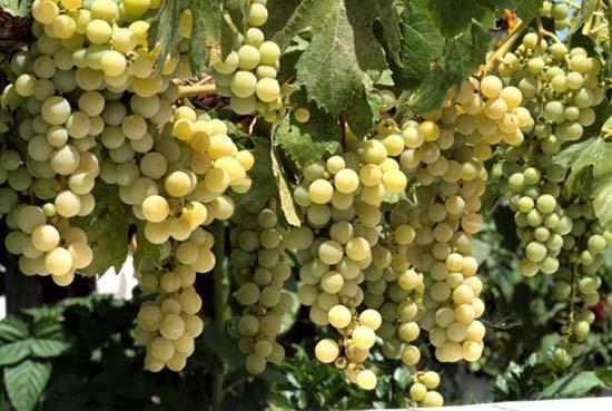 Grape raisin uva